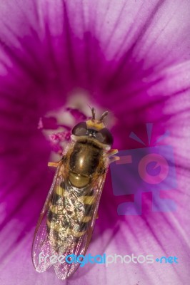 Hoverfly (scaeva Selenitica) Insect Stock Photo