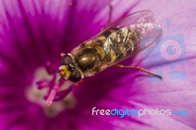 Hoverfly (scaeva Selenitica) Insect Stock Photo