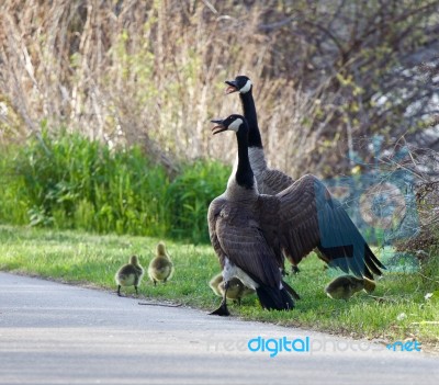 How Geese Defend Their Children Stock Photo