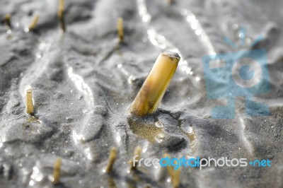 How To Catch Razor Clams On Dutch Beach Stock Photo