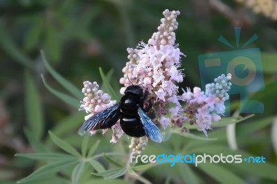 Huge Bee Stock Photo