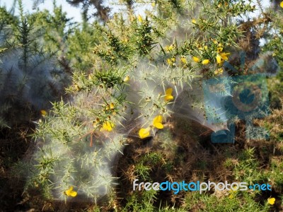 Huge Spiders Web On A Gorse Bush In The Ashdown Forest Stock Photo