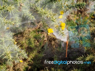 Huge Spiders Web On A Gorse Bush In The Ashdown Forest Stock Photo