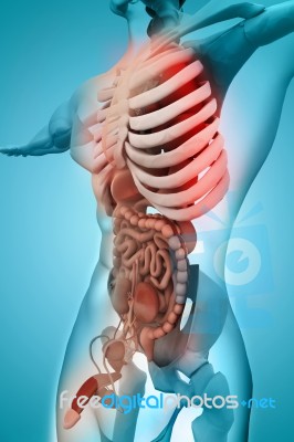 Human Anatomy Stock Image