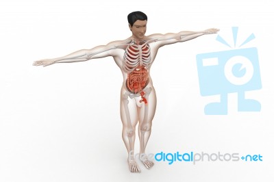 Human Anatomy Stock Image