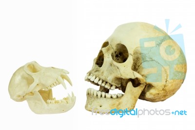 Human And Monkey Skull Opposite Of Each Other Stock Photo