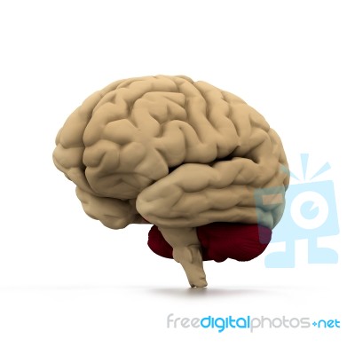 Human Brain Stock Image