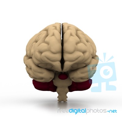 Human Brain Stock Image