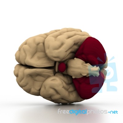 Human Brain Stock Image