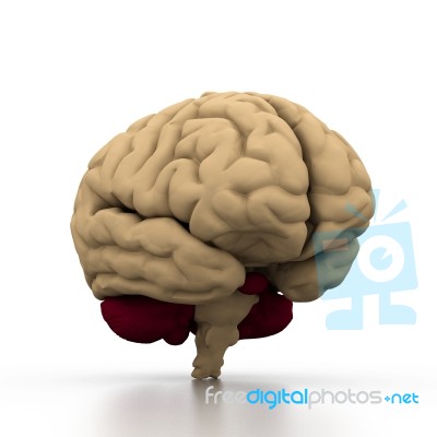 Human Brain Stock Image