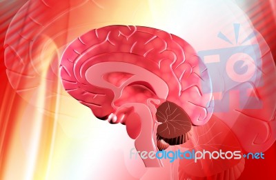 Human Brain Stock Image