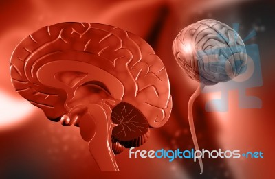 Human Brain Stock Image