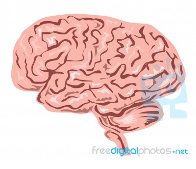 Human Brain Stock Image