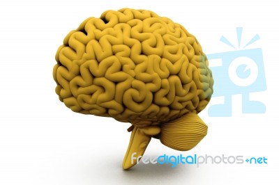 Human Brain Stock Image