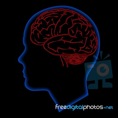 Human Brain Stock Image