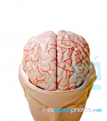 Human Brain Stock Photo