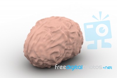 Human Brain 3d Model Stock Image