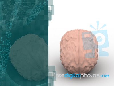 Human Brain 3d Model Stock Image