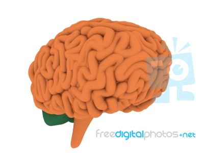 Human Brain 3d Model Stock Image