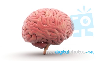 Human Brain 3d Model Stock Image