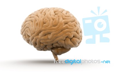 Human Brain 3d Model Stock Image