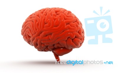 Human Brain 3d Model Stock Image