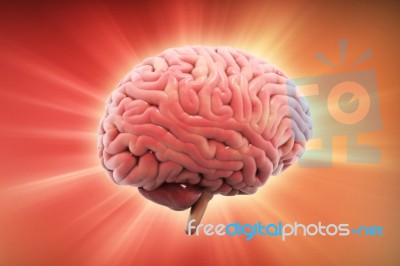 Human Brain 3d Model Stock Image