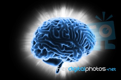 Human Brain 3d Model Stock Image