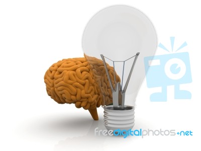 Human Brain  And  Bulb Stock Image