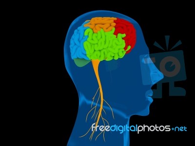 Human Brain Representing Mental Neurological Activity Of The Hum… Stock Image