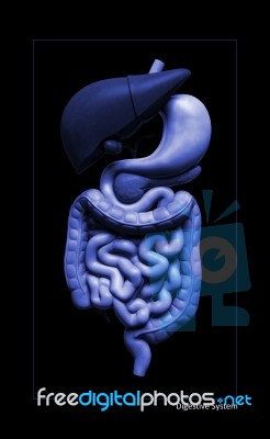 Human Digestive System    Stock Image