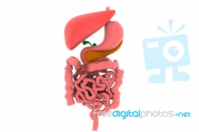 Human Digestive System Stock Image