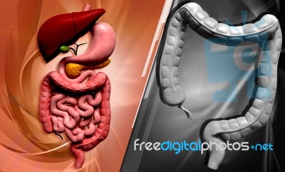 Human Digestive System Stock Image