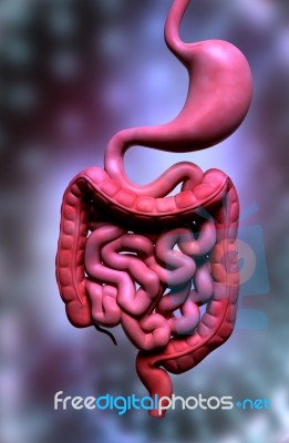 Human Digestive System Stock Image