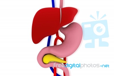 Human Digestive System Stock Image