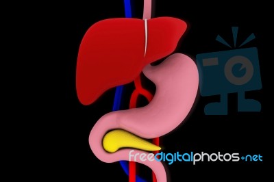 Human Digestive System Stock Image