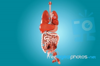 Human Digestive System Stock Image