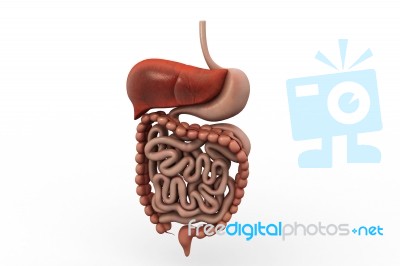 Human Digestive System Stock Image