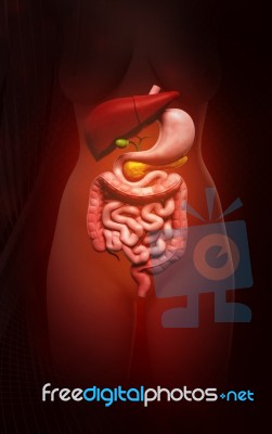 Human Digestive System Stock Image