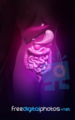 Human Digestive System Stock Image