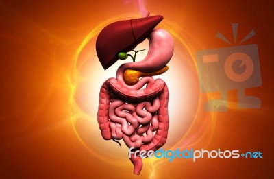 Human Digestive System Stock Image