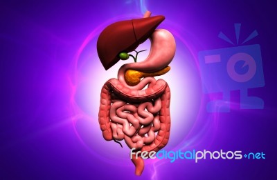 Human Digestive System Stock Image