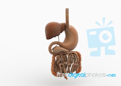 Human Digestive System Stock Image