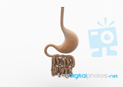 Human Digestive System Stock Image