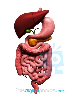 Human Digestive System    Stock Image