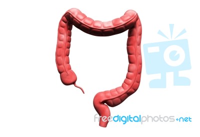 Human Digestive System Stock Image