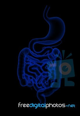 Human Digestive System Stock Image