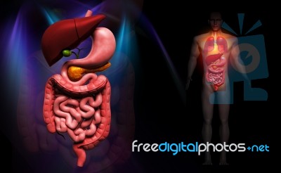 Human Digestive System Stock Image