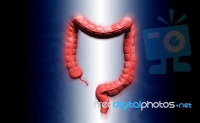 Human Digestive System Stock Image