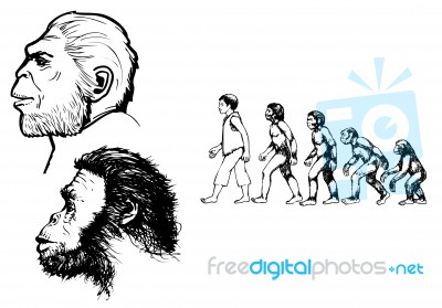 Human Evolution Stock Image